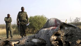 Trofejní lov a pytláctví představuje v Africe problém, který se bezprostředně týká možného vyhynutí některých druhů zvířat. Úřady mnoha afrických států se potýkají hlavně s ilegálním lovem slonů a nosorožců.  (ilustrační foto)