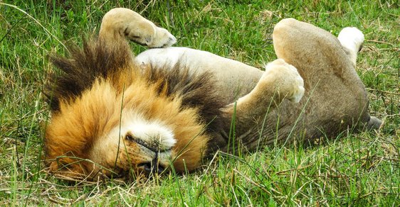 10 rad pro cestovatele na safari: Jak „ulovit“ zvířata, když jste fotografičtí amatéři 