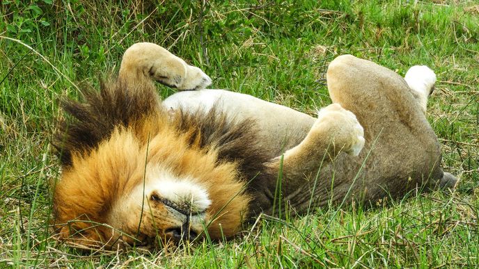 Ze safari v deltě řeky Okavango v africké Botswaně. 