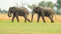 Ze safari v deltě řeky Okavango v africké Botswaně. 