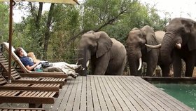 Lenošení u bazénu turistům zpestřila návštěva tří dospělých samců afrického slona, kteří se přišli osvěžit.