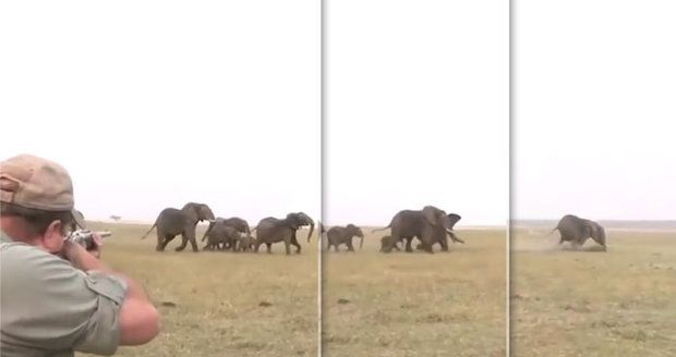 Hrůzné video: „Miř mezi oči,“ radili si lovci slonů. Pak se role obrátily!