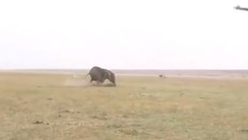 VIDEO: »Miř mezi oči, « říká jeden lovec druhému během honu na slony v Namibii