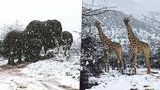 Unikátní záběry: Žirafy a sloni se brodí sněhem, Jižní Afriku zasáhl mráz