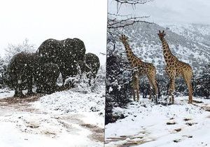 Jižní Afriku zasáhlo neobvyklé množství sněhu