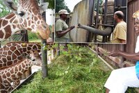 Zimbabwská sochařka Maudy Muhoni: Žirafy a slony viděla až v české zoo!
