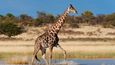 Etosha National Park, Namibie: Národní park Etosha na severu Namibie vznikl v roce 1907 poté, co němečtí vojáci ke konci devatenáctého století skoro vybili velkou zvěř v této oblasti koloniální Namibie za účelem zabránit přenosu dobytčího moru z divoké zvěře na dobytčí stáda. Účelem nově vzniklé obory tak byla obnova zvířecí populace. V parku jsou k vidění rozmanité geomorfologické celky – travnaté pláně, solné pánve a dolomitové kopce, ve kterých žijí zebry horské. Velmi důležitá je pak populace kriticky ohroženého jihozápadního nosorožce černého.