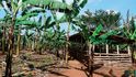 Ugandská vláda podporuje farmáře, aby se věnovali více aktivitám najednou. Když třeba zrovna není sezona ananasů, mohou na trzích prodávat sladké brambory. A pěstování hub navíc není omezeno počasím.