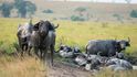 Queen Elizabeth National Park, Uganda: Zhruba sto padesát kilometrů severně od hranice s Rwandou se v Ugandě kolem jezera Edward rozkládá národní park královny Alžběty. Park byl založen v roce 1952 jako národní park Kazinga, ale o dva roky později byl přejmenován na počest návštěvě královny Alžběty II. Historie parku je však temná. Hojná stáda rozmanitých druhů zvířectva na pozadí tropické savany a kráterových jezer, kterými je park proslulý, jsou totiž důsledkem zániku domorodého etnika Basongora. Populaci tohoto pastorálního lidu zdevastovala v roce 1921 epidemie spavé nemoci a také dobytčího moru ve stádech, zbytek obyvatel byl následně vyhnán přes hranice do sousední Demokratické republiky Kongo koloniálními edikty ustanovujícími zvířecí obory.