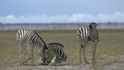 Národní park Etosha, Namibie