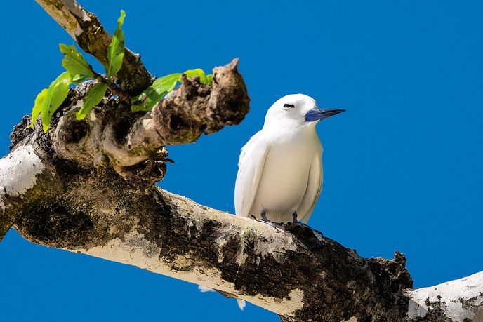 Ptačí Cousin Island (Seychely)