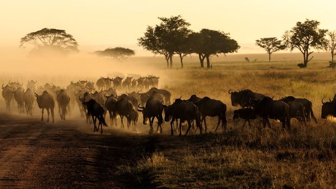 Serengeti National Park, Tanzanie: Národní park Serengeti v Tanzanii je jednou z nejproslulejších přírodních rezervací nejen v Africe, ale vůbec na celém světě. Leží v severní části země východně od Viktoriina jezera – skoro patnáct tisíc čtverečních kilometrů rozlohy sestává především z panenské savany. Serengeti je výjimečné zejména největší populací lvů v Africe. Skutečně unikátní podívanou je pak každoroční migrace více než jednoho a půl milionu pakoňů a čtvrt milionu zeber skrze park do sousední národní rezervace Masai Mara v Keni.