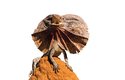 Australské agamy límcové roztaženým límcem zastrašují nepřítele