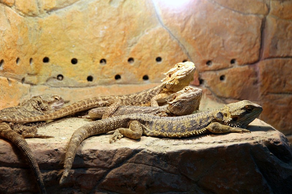 Zdravotníci upozorňují, že agamy mohou přenášet salmonelu.