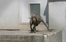Hanychová s rodinou se sluní v Itálii: Takhle trpí její pes!