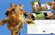 Žirafy jsou hvězdou facebooku.