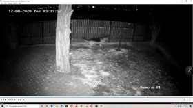 Kamerový záznam zachytil pachatelku, která ukradla ovčáka Agbara ze zahrady domu na Plzeňsku. 