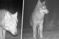 V Jeseníkách uhynuli tři vlčí sourozenci: Policie hledá traviče