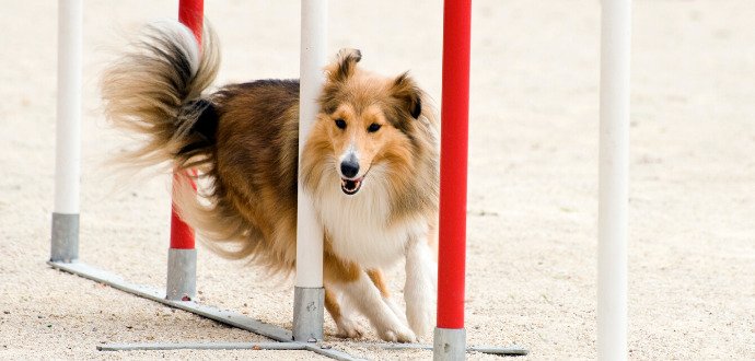 Vytvořte se svým psem sehraný tým: tipy, jak začít s agility