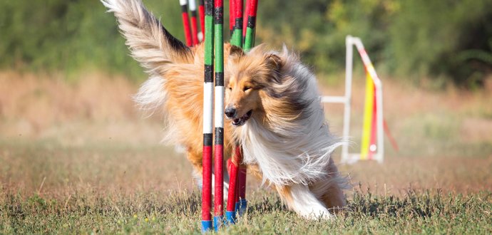 Vytvorte so svojím psom zohraný tím: tipy, ako začať s agility