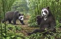 Uchopovací schopnost falešného palce pravěké pandy Ailurarctos byla srovnatelná s pandou velkou