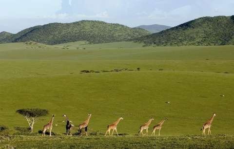 Pod pokličku africké divočiny lze nahlédnout při safari.