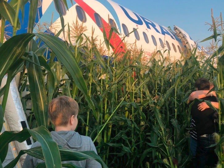 Airbus přistál v kukuřici