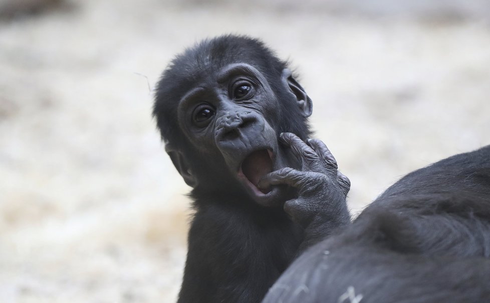 Malý Ajabu v Zoo Praha