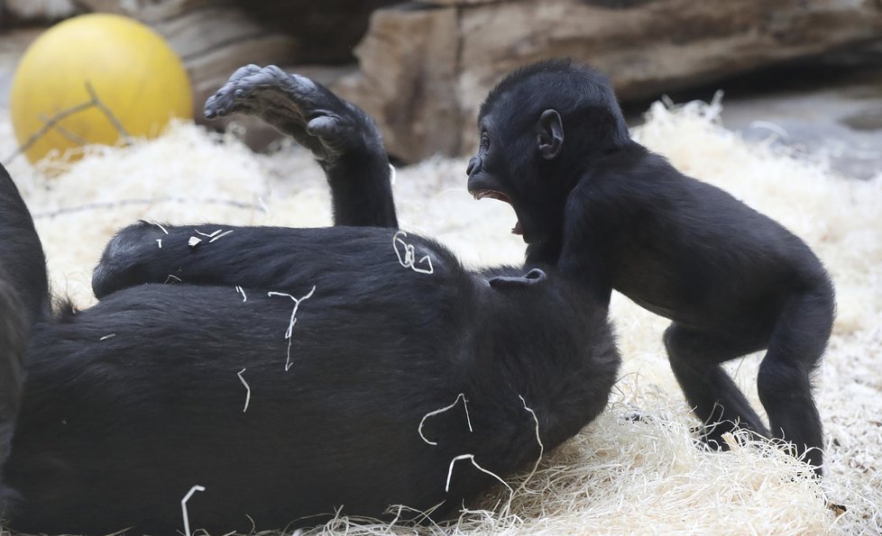 Malý Ajabu v Zoo Praha