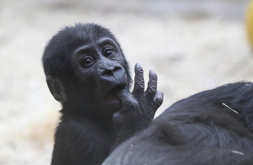 Malý Ajabu v Zoo Praha