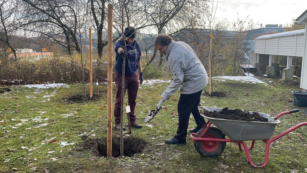 Sázení ovocných stromů v areálu Akademie věd ČR coby připomínka úspěšného startu meziplanetární sondy Juice, 30. 11. 2023