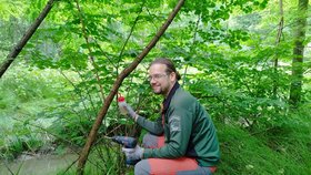 Akáty likvidují strážci Poodří herbicidem, u tenkých kmenů oloupou kousek kůry a pak to místo látkou potřou.