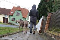 Brňanům vadí opilci a psí exkrementy: Neukázněné pejskaře čeká tučná pokuta