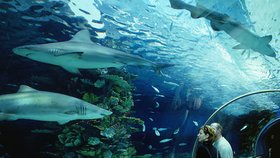 V budapešťském komplexu Tropicarium – Oceanarium vás čeká úžasná exkurze pod hladinu moří i tropických jezer