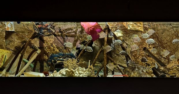 Brněnská zoo připravila pro návštěvníky akvárium, v němž ryby proplouvají mezi plasty.