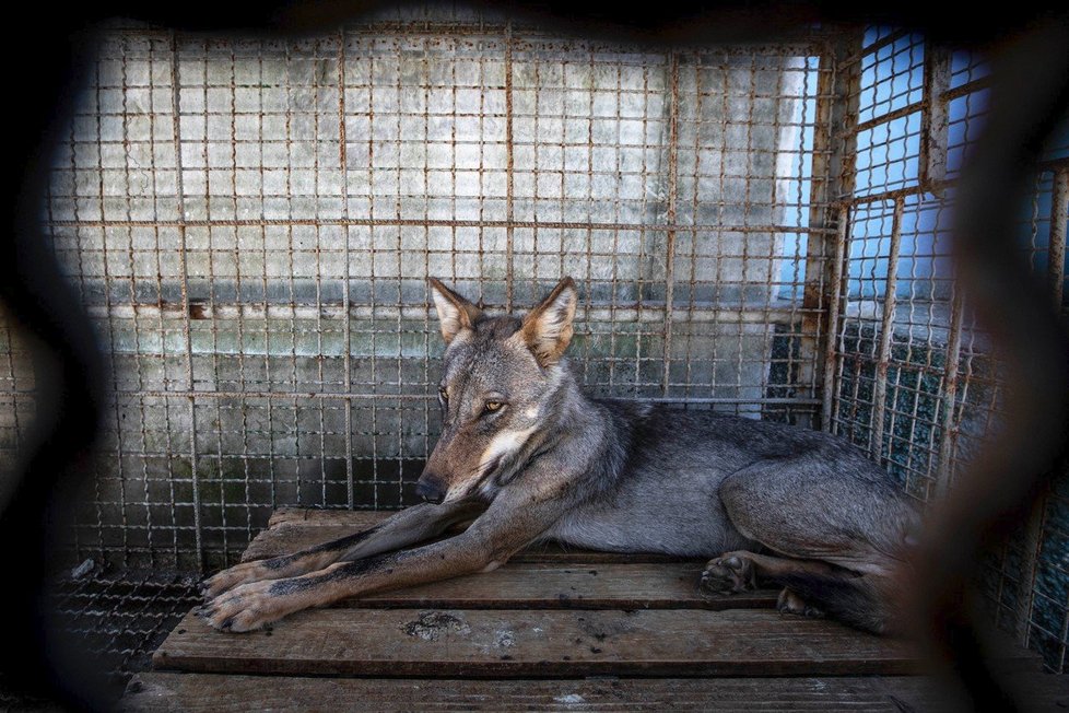 Zvířata trpí v albánské zoo ve městě Fier