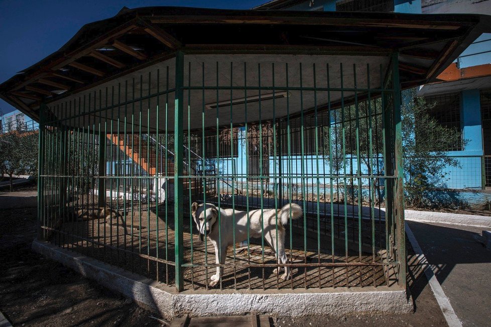 Zvířata trpí v albánské zoo ve městě Fier