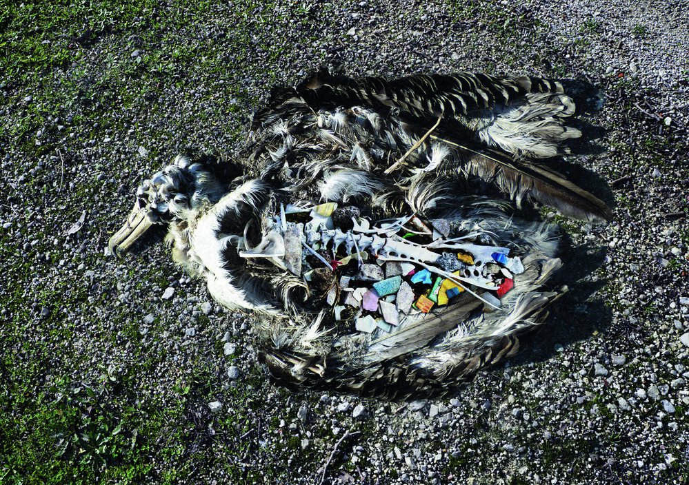 Mrtvý albatros plný plastových úlomků