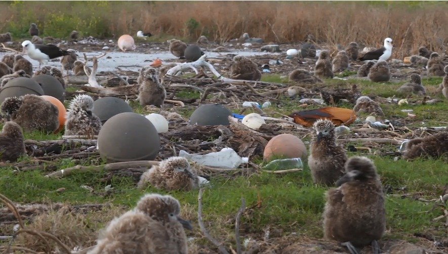 Pláže plné odpadků hostí tisíce ptáků.