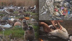Odpadky, zejména plasty, zabíjí v Tichém oceánu tisíce živočichů. Albatrosové plasty loví omylem zaměněné za potravu, krmí jimi i svá mláďata