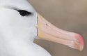 Albatrosi patří do řádu trubkonosých (Procellariiformes), jméno mu daly ony nápadné nozdry po stranách zobáku 