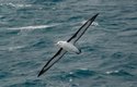 Bezmotorová letadla mají podobný tvar jako plachtící albatros, zpět do výšky ale zatím vyletět nedovedou