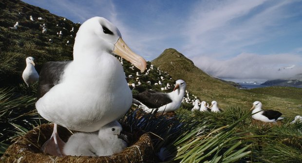 Vládci větru: Letadla opisují od albatrosů