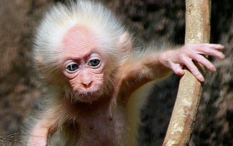 Makak, nebo Albert? Tato malajská opička je nesmírně podobná Albertu Einsteinovi na jeho nejslavnější fotce. A neříkejte, že ne!