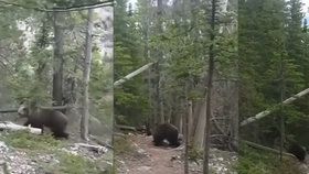 Turisté se na lesní cestě potkali s grizzlym! Setkání s obří šelmou si natočili na kameru.