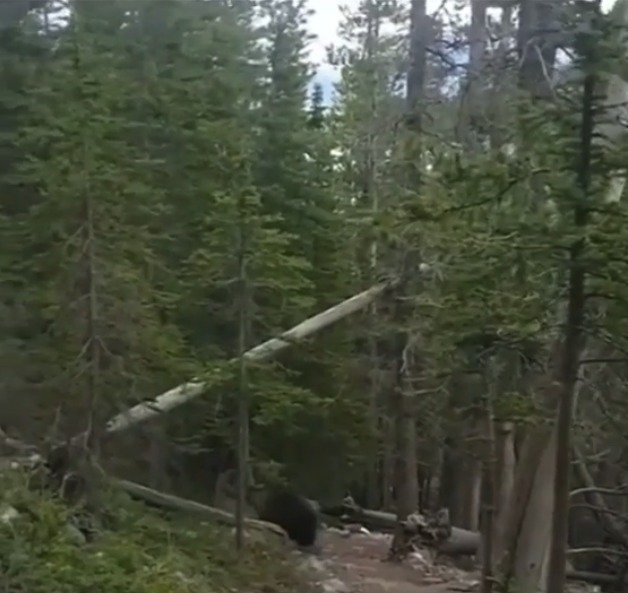 Turisté se na lesní cestě potkali s grizzlym! Setkání s obří šelmou si natočili na kameru