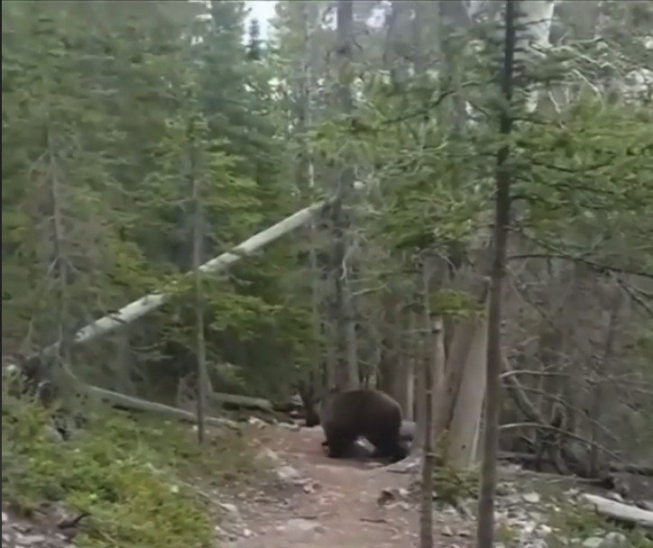 Turisté se na lesní cestě potkali s grizzlym! Setkání s obří šelmou si natočili na kameru