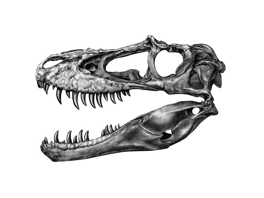 Profil lebky mladého albertosaura