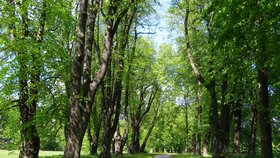 Vítězem 12. ročníku o nejkrásnější alej roku vyhrála lipová alej na Uhlířském vrchu na Bruntálsku.