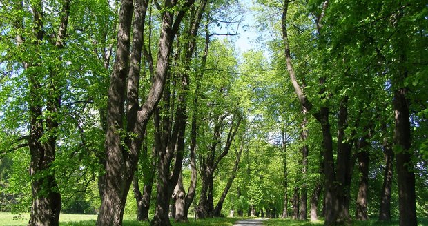Vítězem 12. ročníku o nejkrásnější alej roku vyhrála lipová alej na Uhlířském vrchu na Bruntálsku.